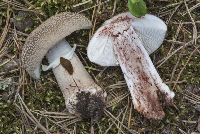 Гриб Amanita rubescens