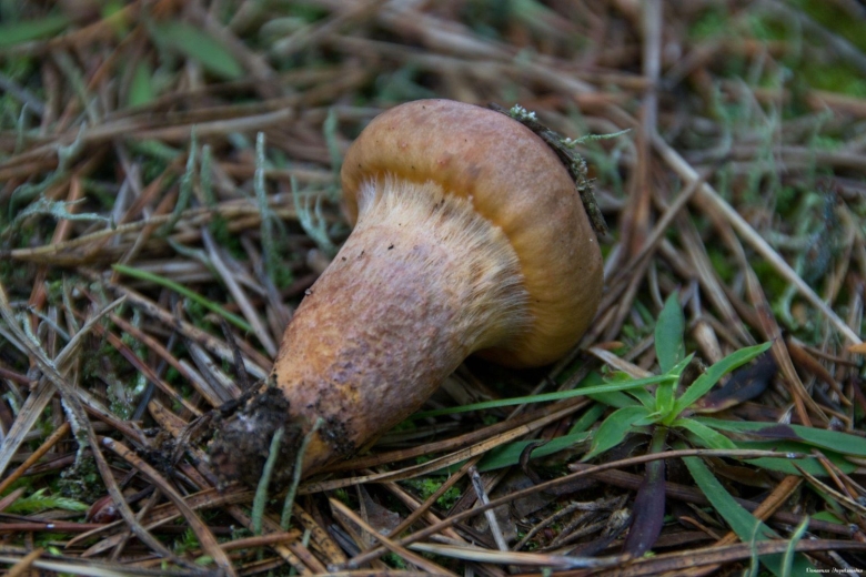 Мокруха желтоножковая грибы