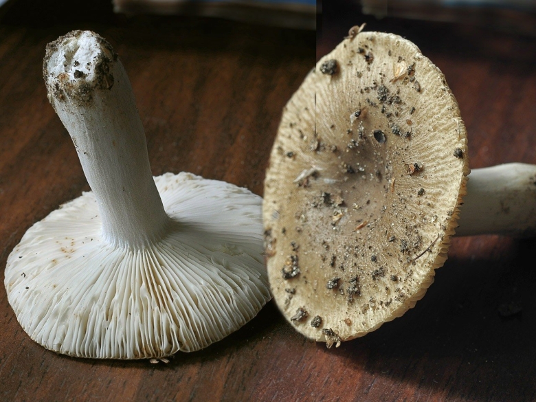 Сыроежка гребенчатовидная