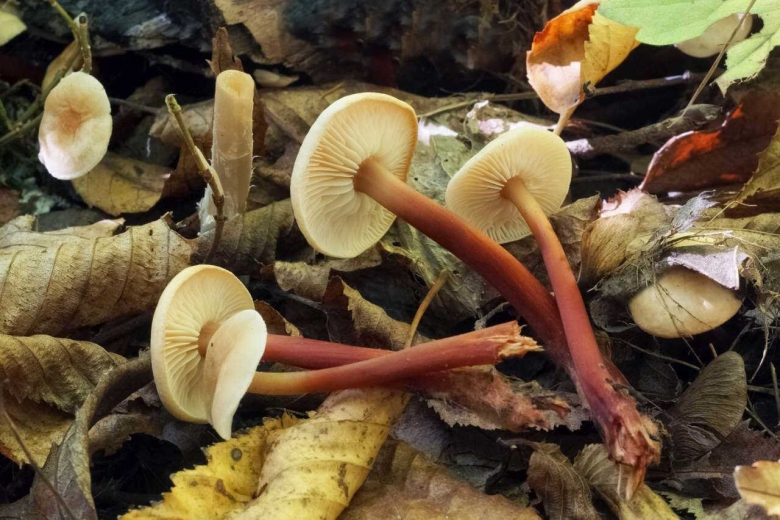 Gymnopus erythropus гриб