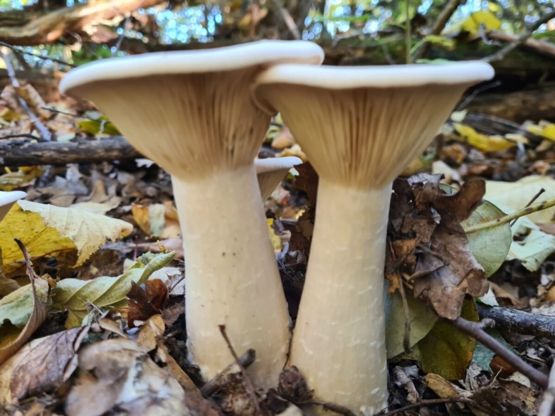 Говорушка подогнутая Infundibulicybe geotropa