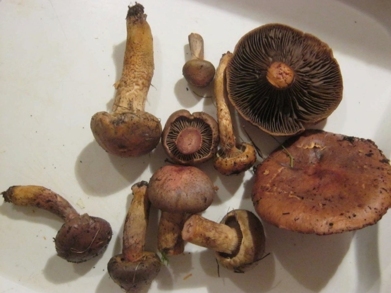 Гриб мокруха пурпуровая