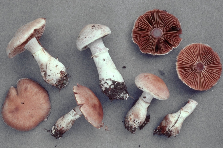 Мокруха желтоножковая грибы