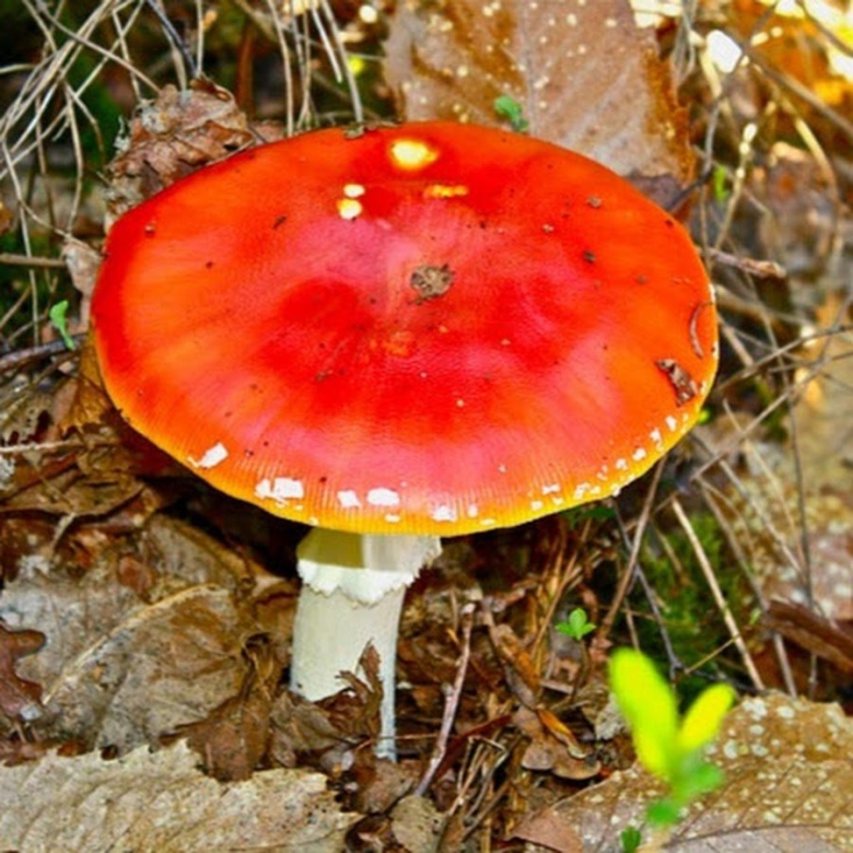 Мухомор оранжевый
