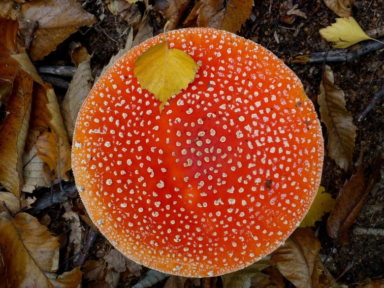 Мухомор пантерный
