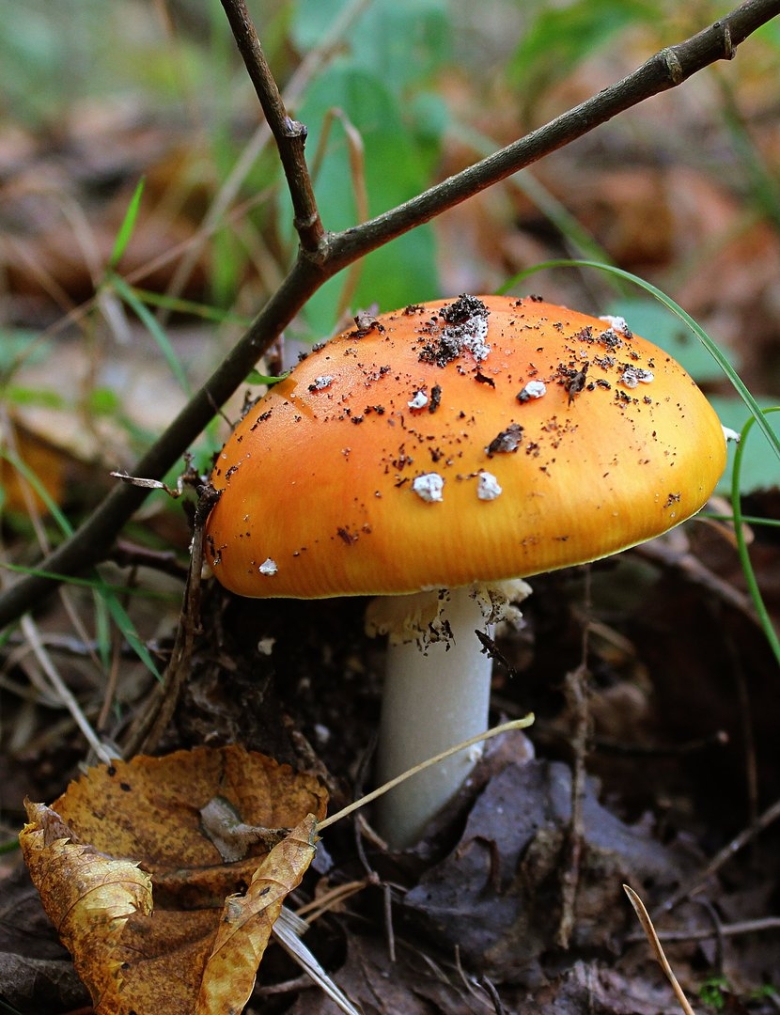 Гриб поганка оранжевая