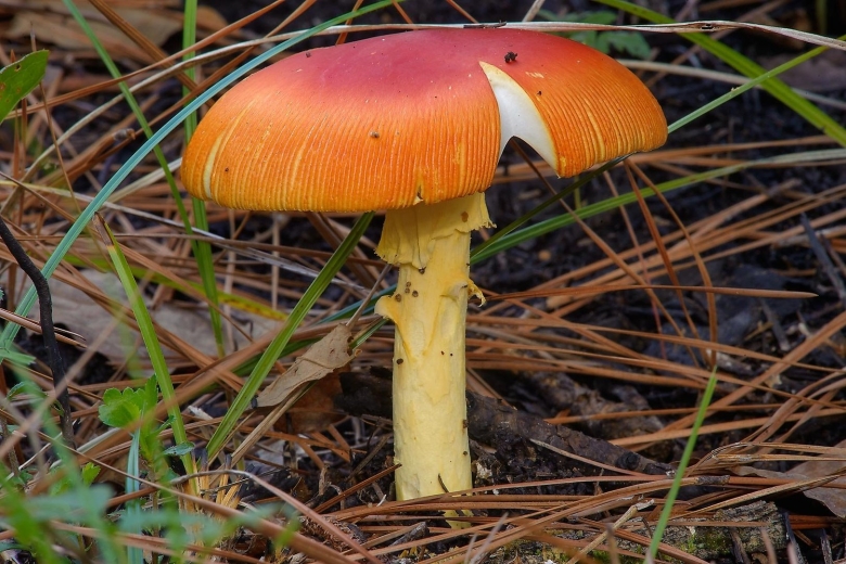 Жёлтая поганка гриб