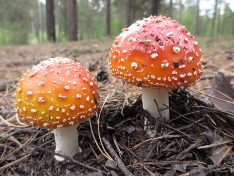 Мухомор желтоножковый