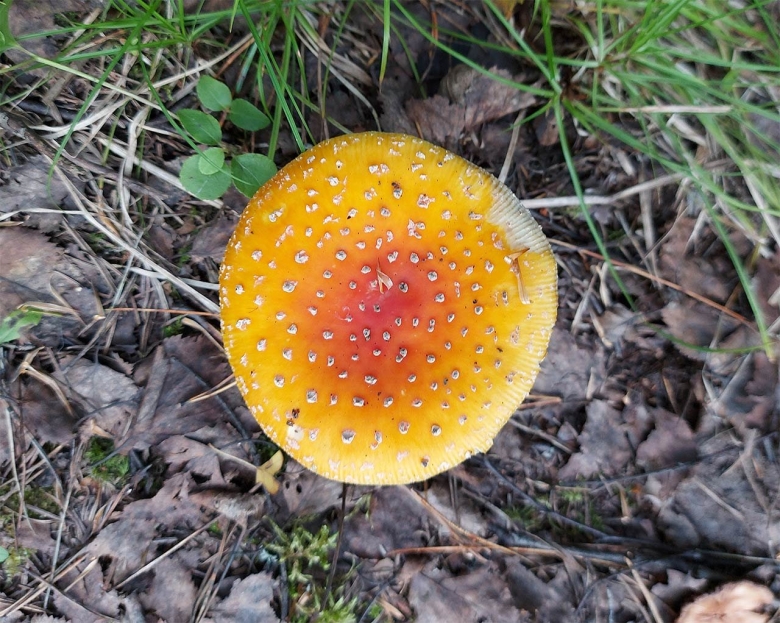 Королевский мухомор микродозинг