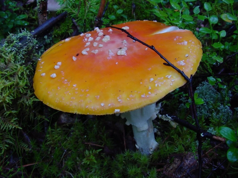 Желтый мухомор