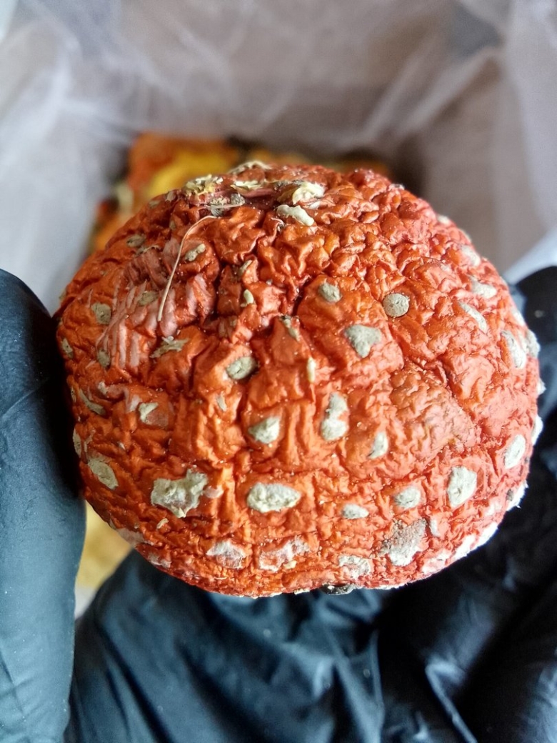 Мухомор сушеный