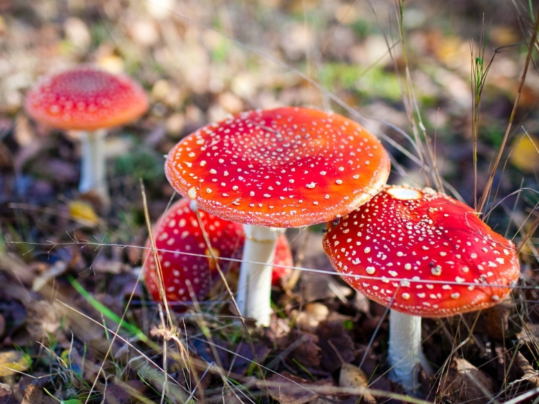 Мухомор красный