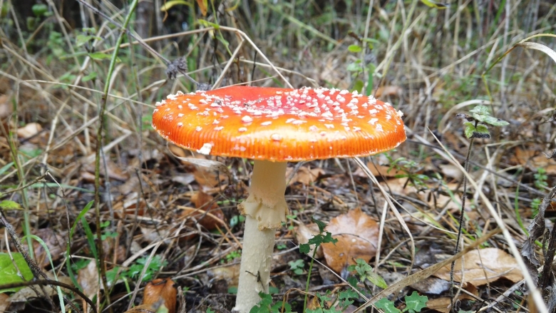 Amanita muscaria