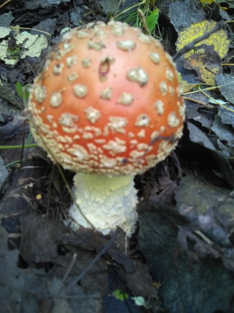 Мухоморка деревня