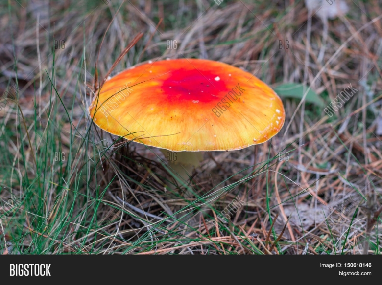 Желто оранжевый гриб