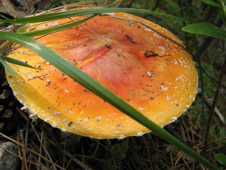 Красный мухомор