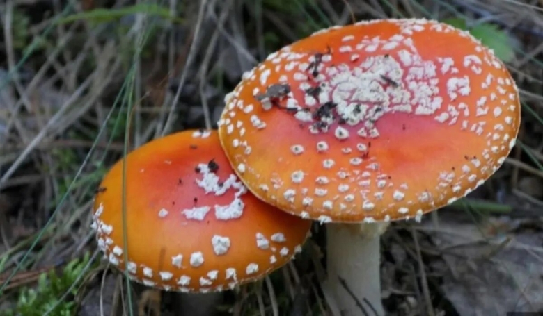 Мухомор ядовитый гриб