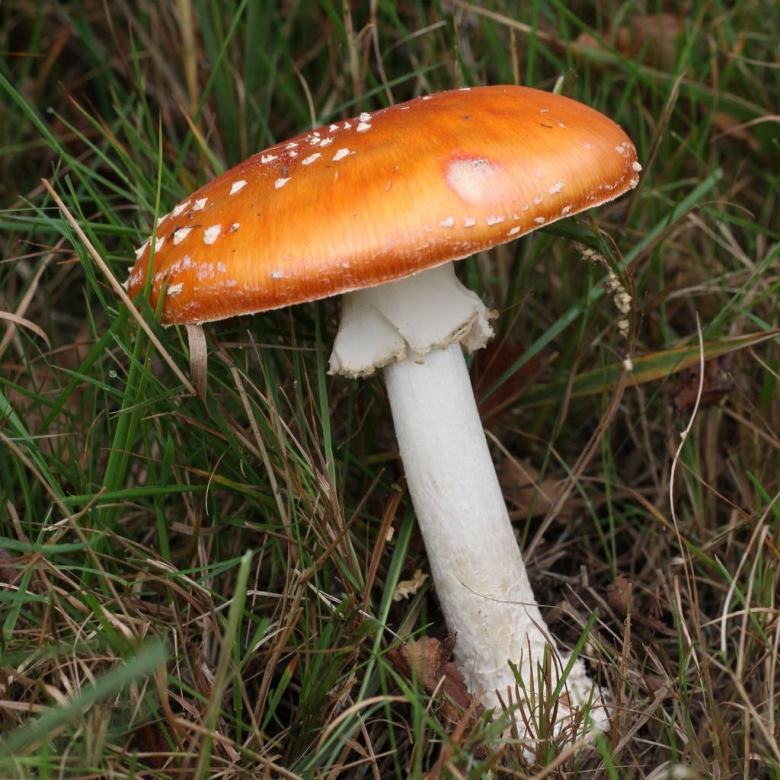 Гриб поганка оранжевая