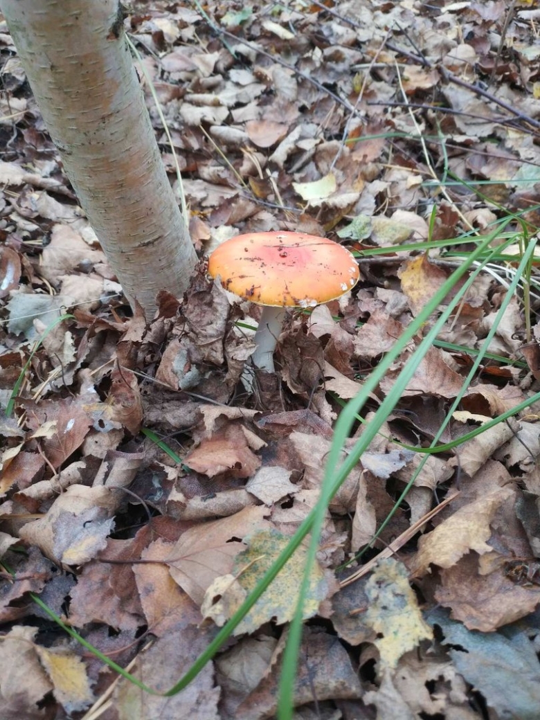 Мухомор красный употребление