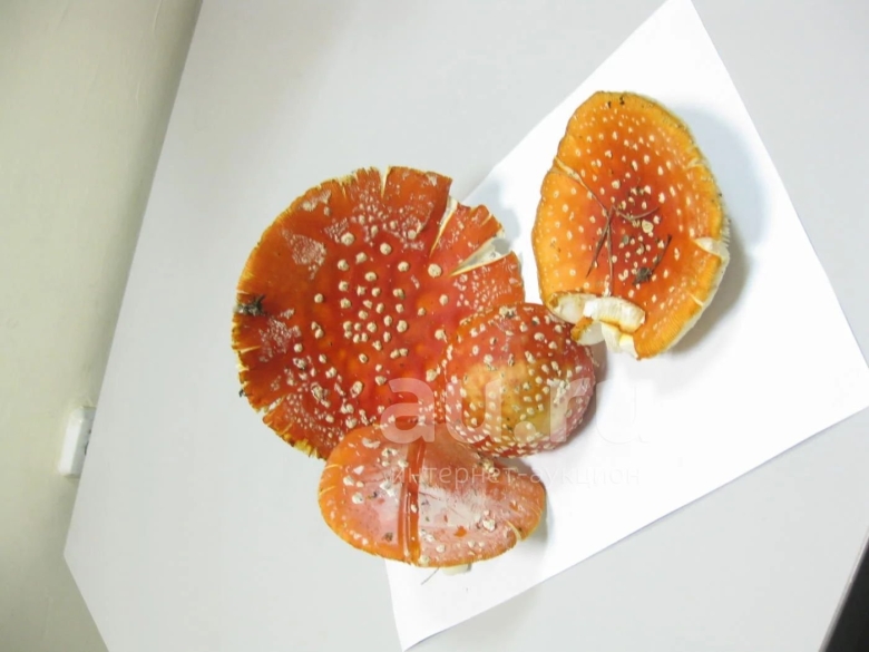 Мухоморы в холодильнике