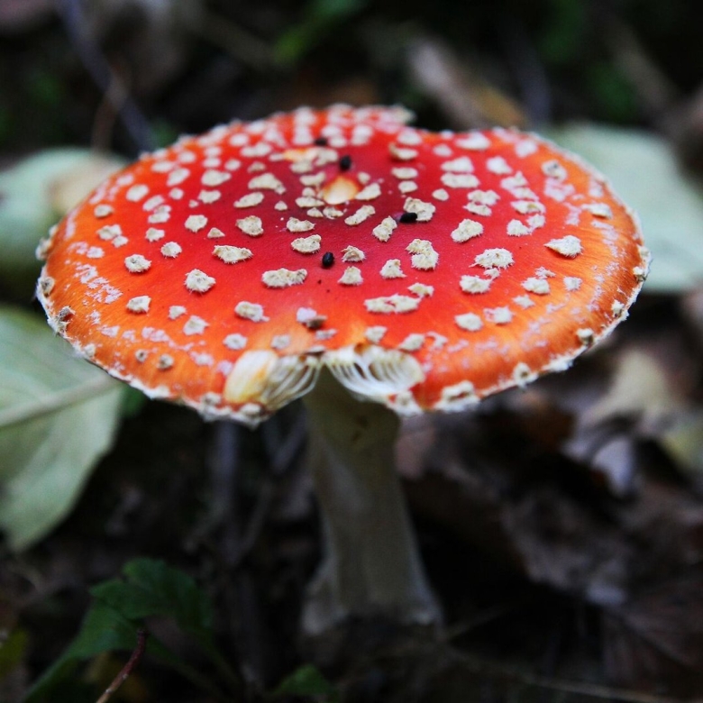 Ядовитые грибы мухомор