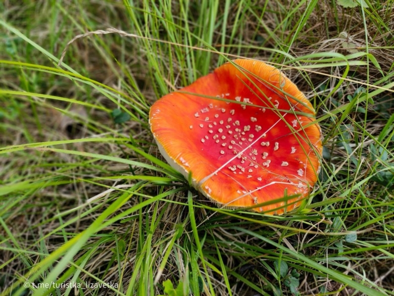 Красный мухомор