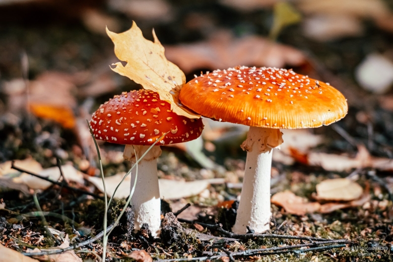 Царство мухоморов