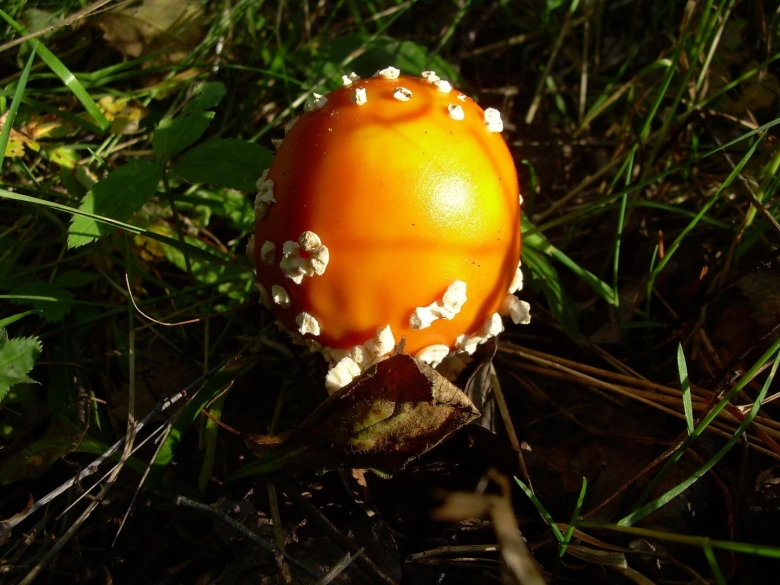 Аманита Мускария зеленая