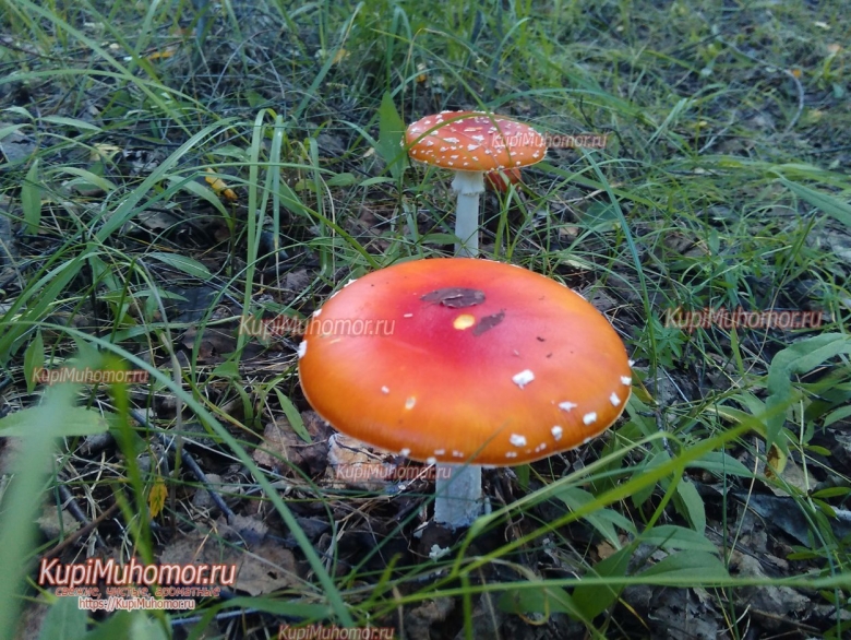 Мухомор с ярко оранжевой шляпкой