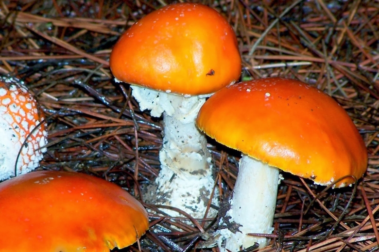 Amanita muscaria разложение