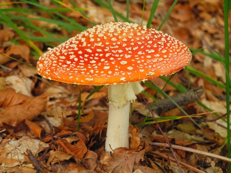 Шляпочные грибы мухомор