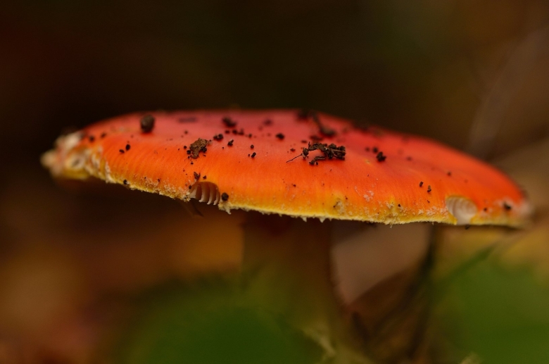 Гриб с оранжевой шляпкой