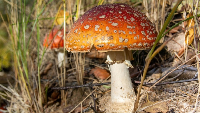 Мухомор красный гриб
