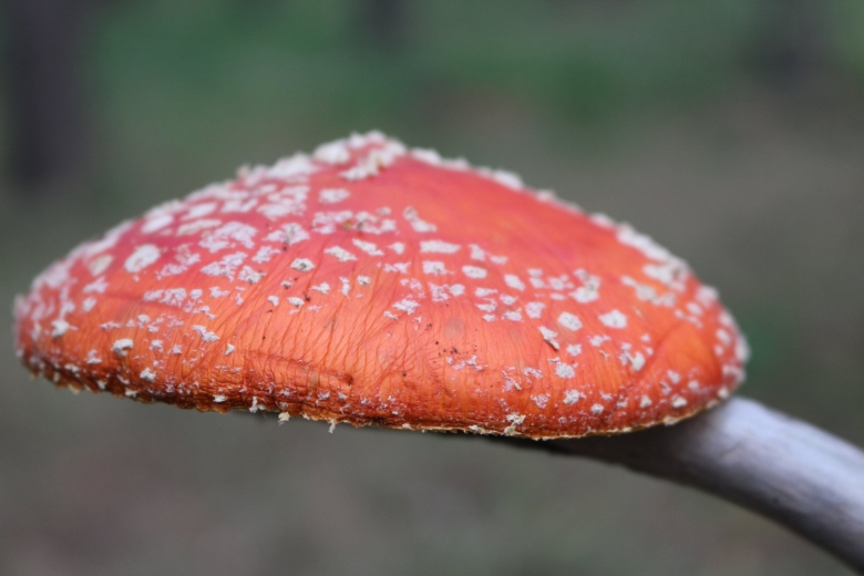 Мухомор персиковый Австралия