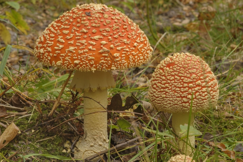 Мухомор желтоножковый