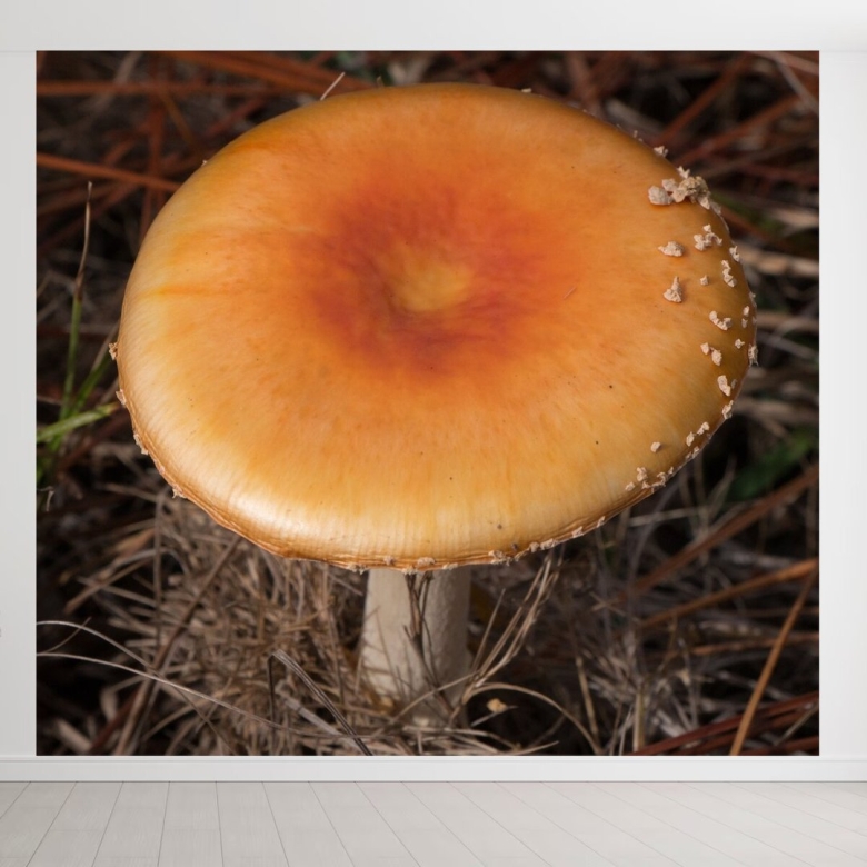 Поганка гриб коричневый