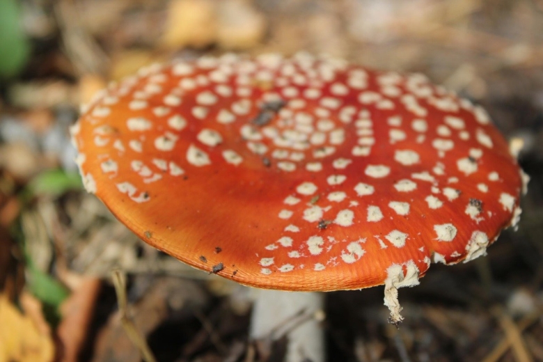 Красный королевский мухомор