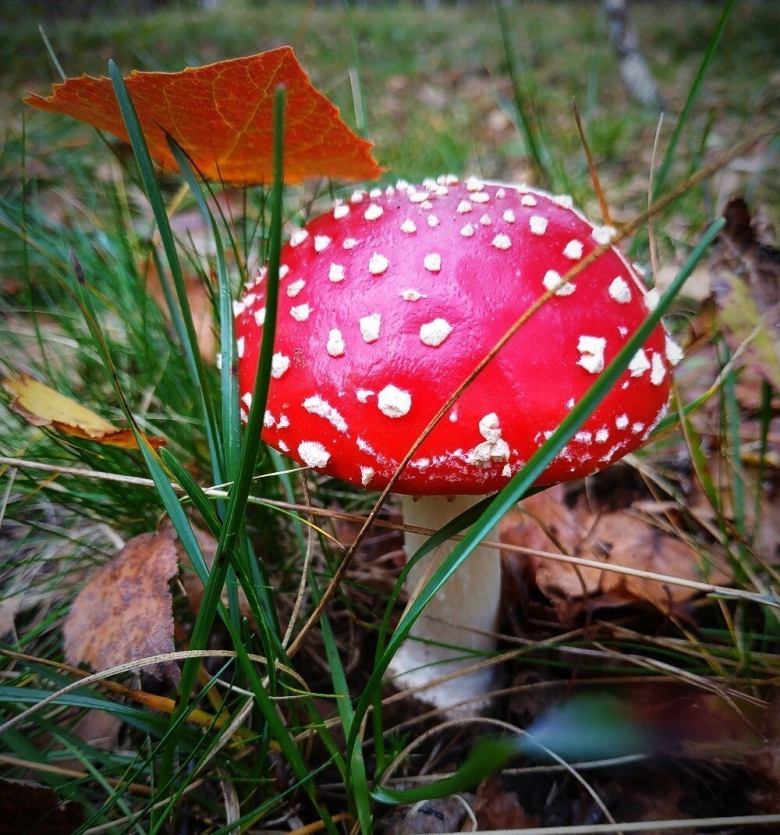 Торт из мухоморов