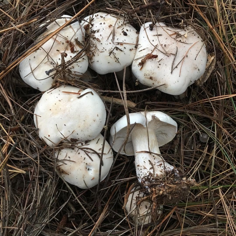 Гриб рядовка белая съедобная