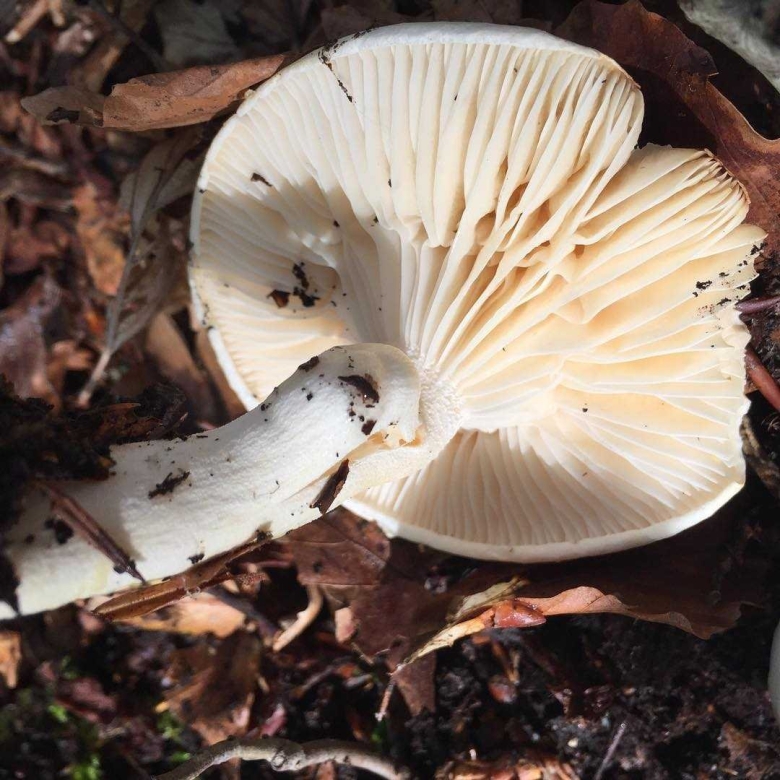 Рядовка обыкновенная