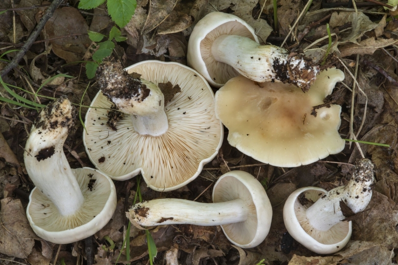 Гриб рядовка белая съедобная