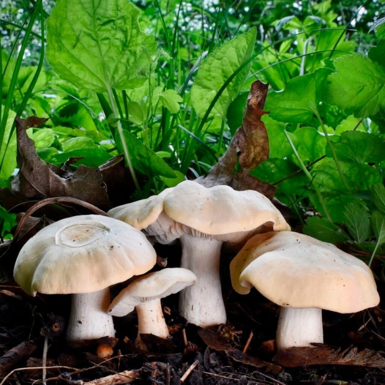 Майские грибы съедобные