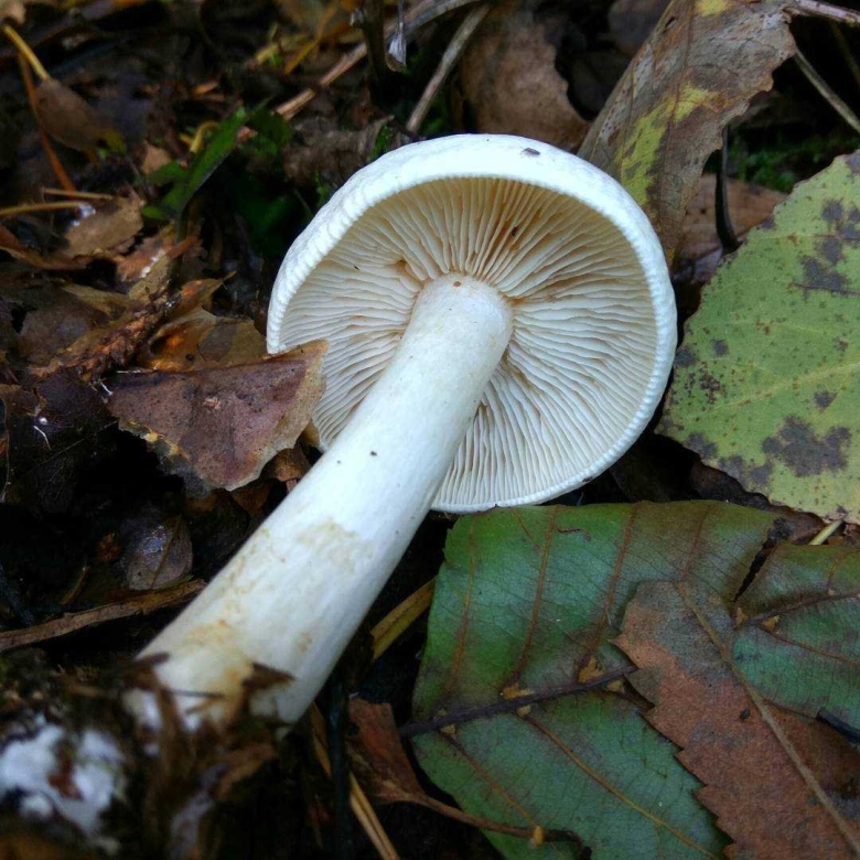 Рядовка белая съедобная