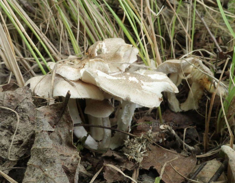 Грибы мышата фото