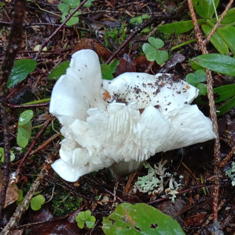 Рядовка голубиная tricholoma columbetta