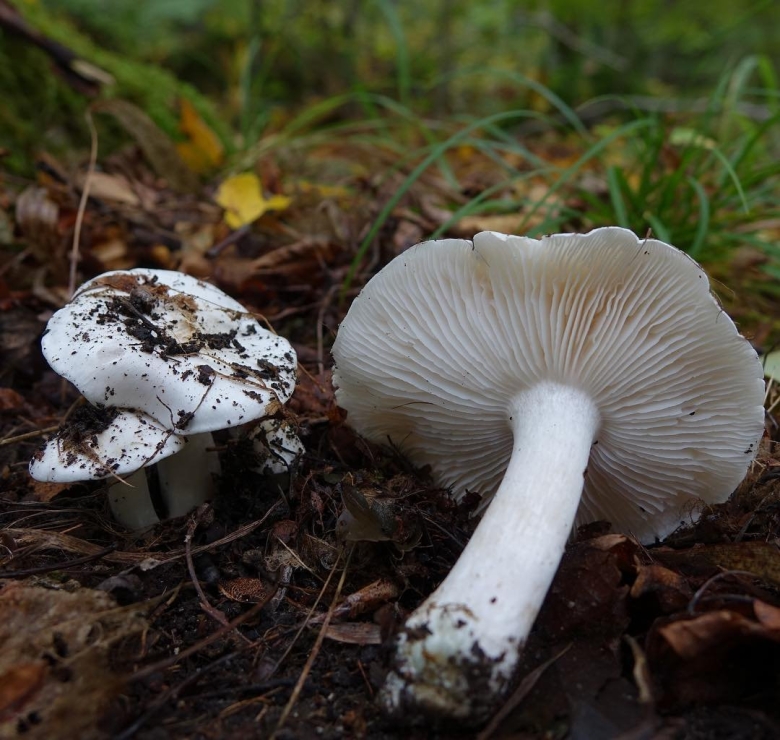 Рядовка Голубиная Tricholoma columbetta
