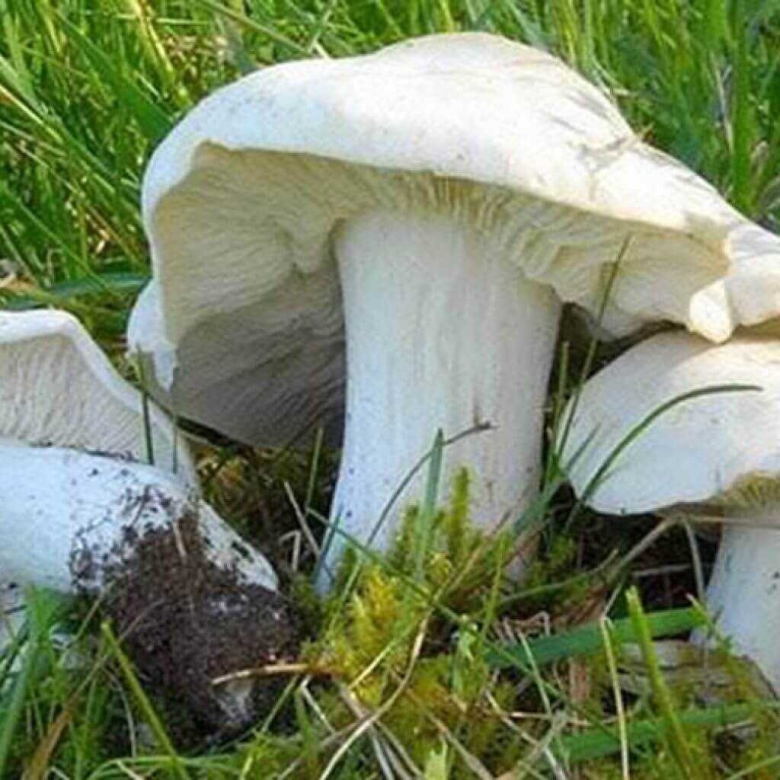 Майский гриб Calocybe gambosa
