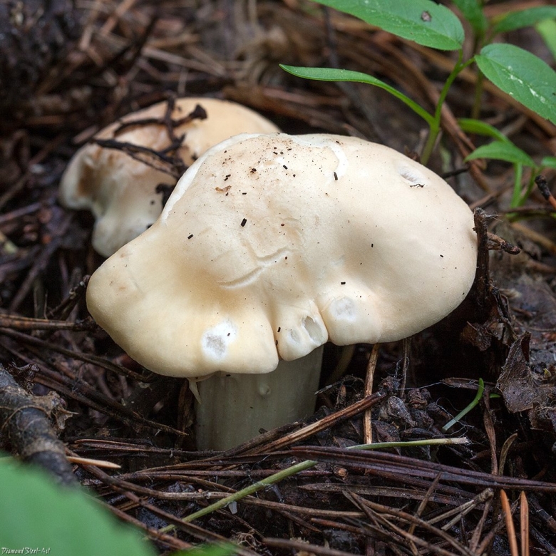 Майский гриб Calocybe gambosa