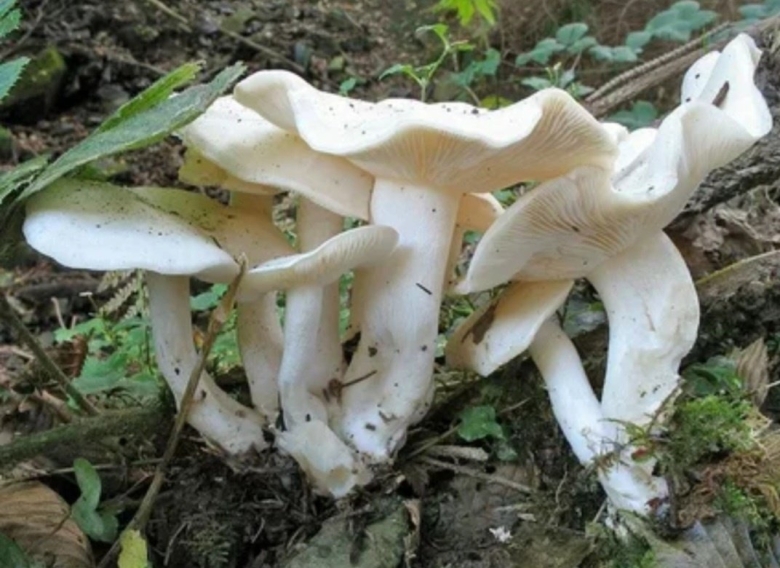 Лиофиллум скученный съедобный гриб