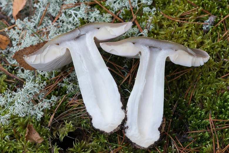 Грибы серушки рядовки